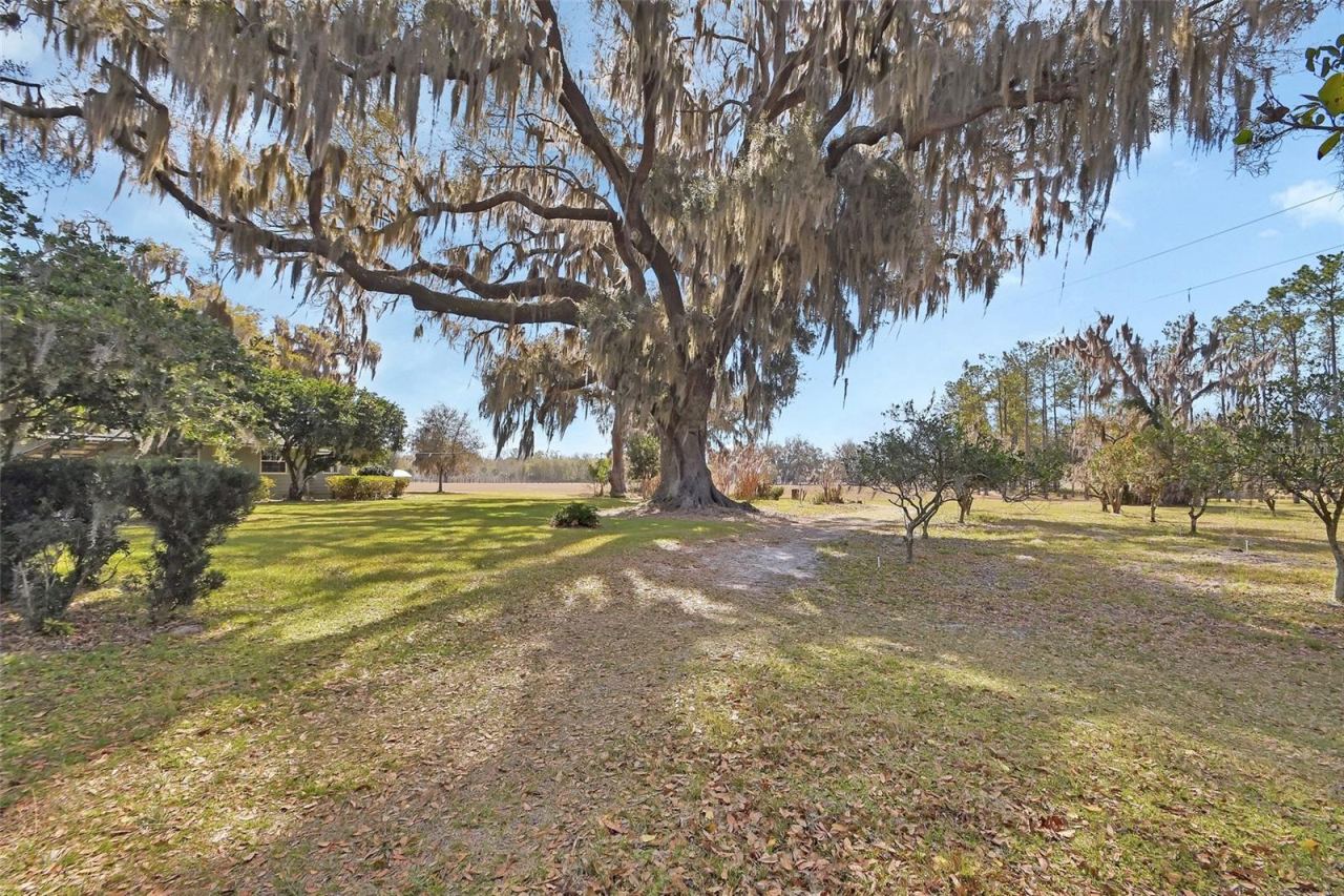 Photo 8 of 20: Amazing Live Oak