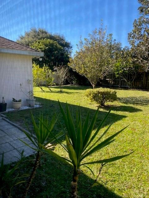 Photo 6 of 8: back yard
