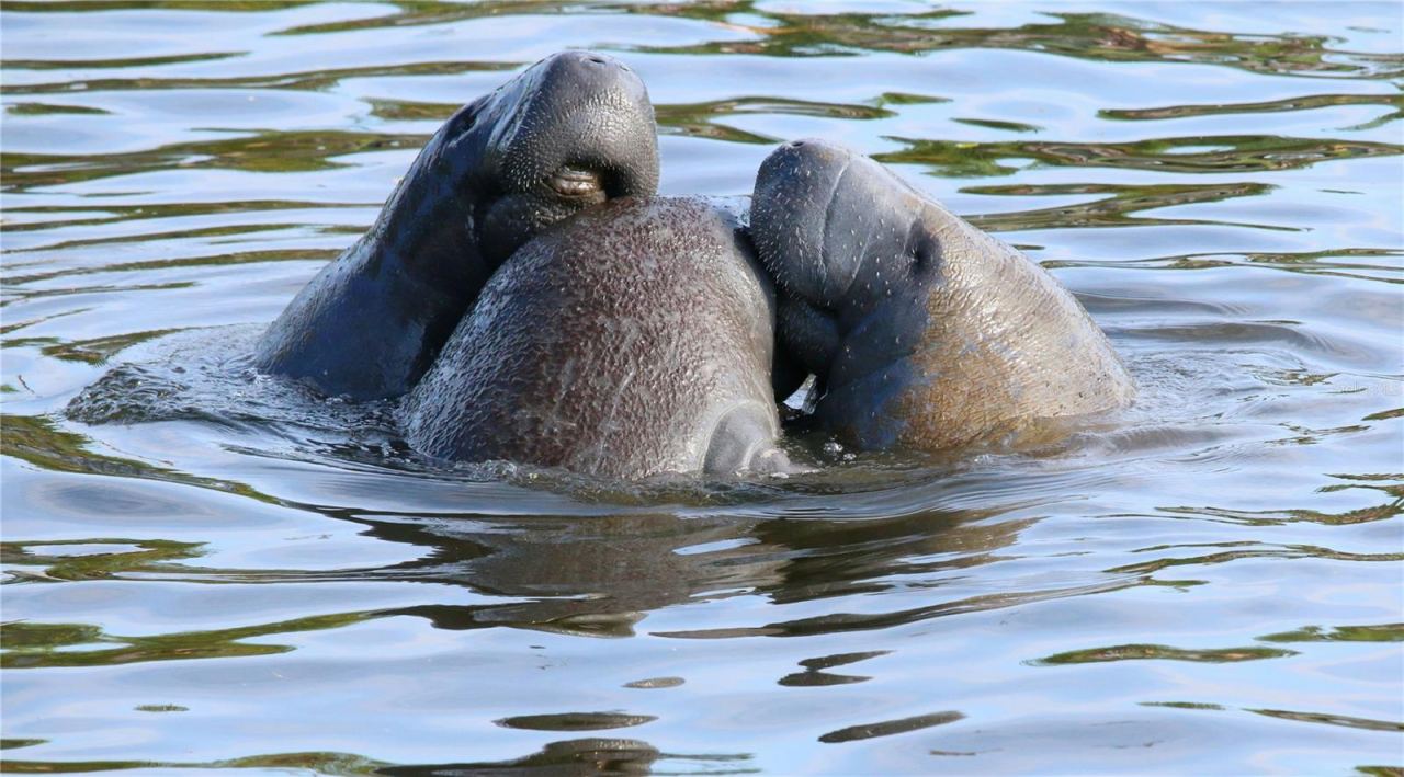 Photo 20 of 20: Manatees