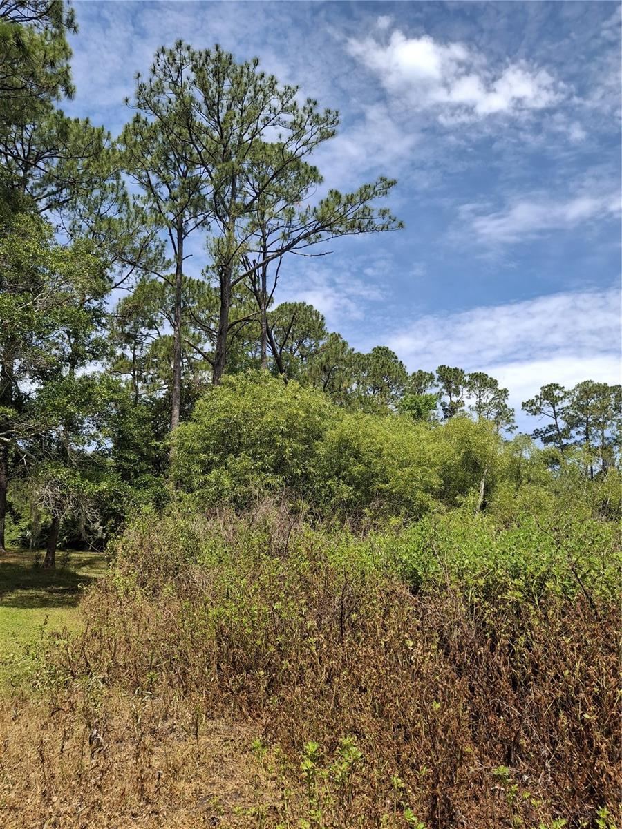Photo 3 of 5: Side of lot