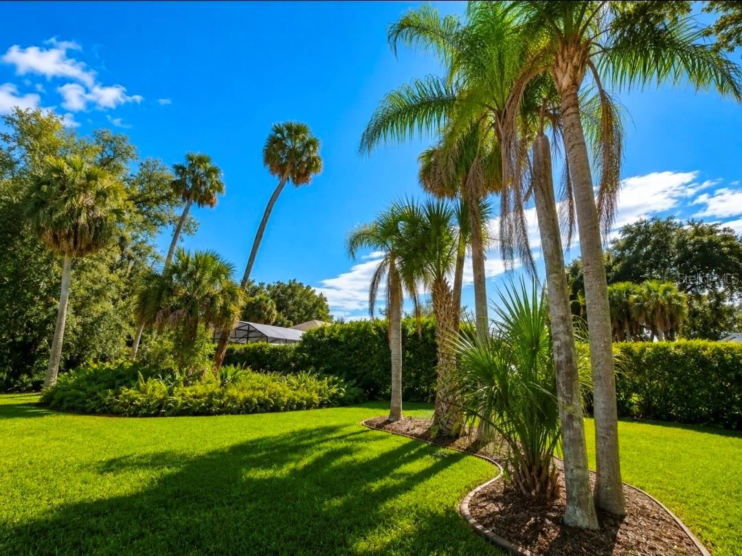 Photo 5 of 20: Mature landscapePalms