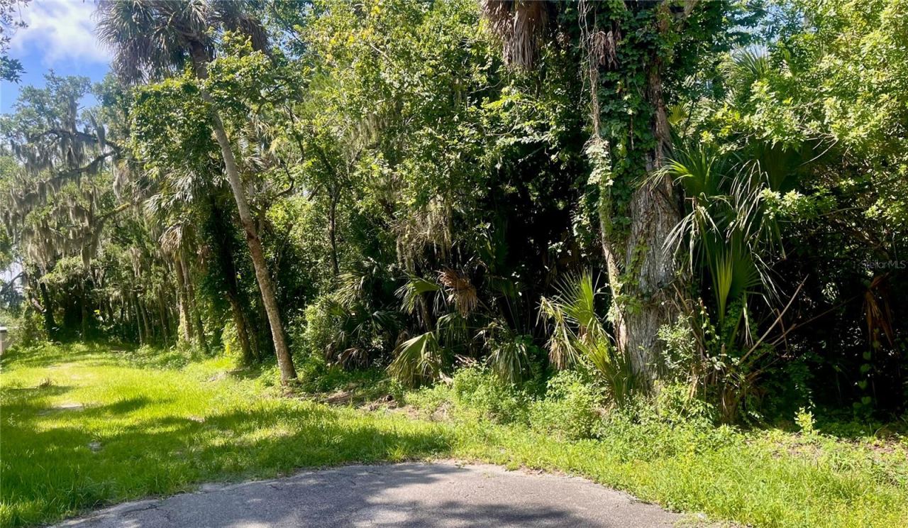 Photo 3 of 5: WEST SIDE OF PALMETTO STREET LOTS 420-422-424-426 & 428 PALMETTO STREET