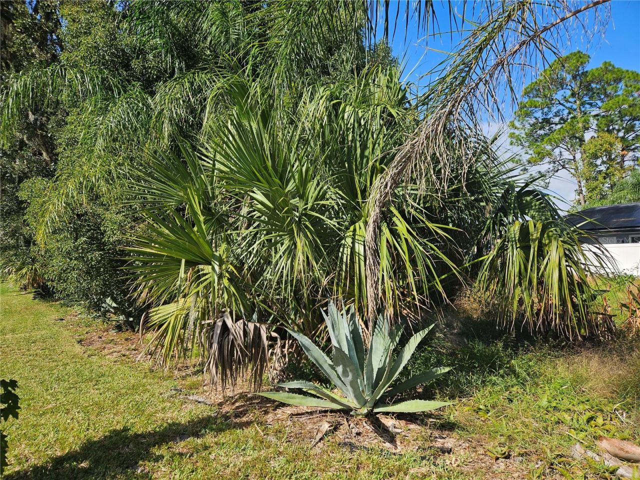 Photo 6 of 10: Agave