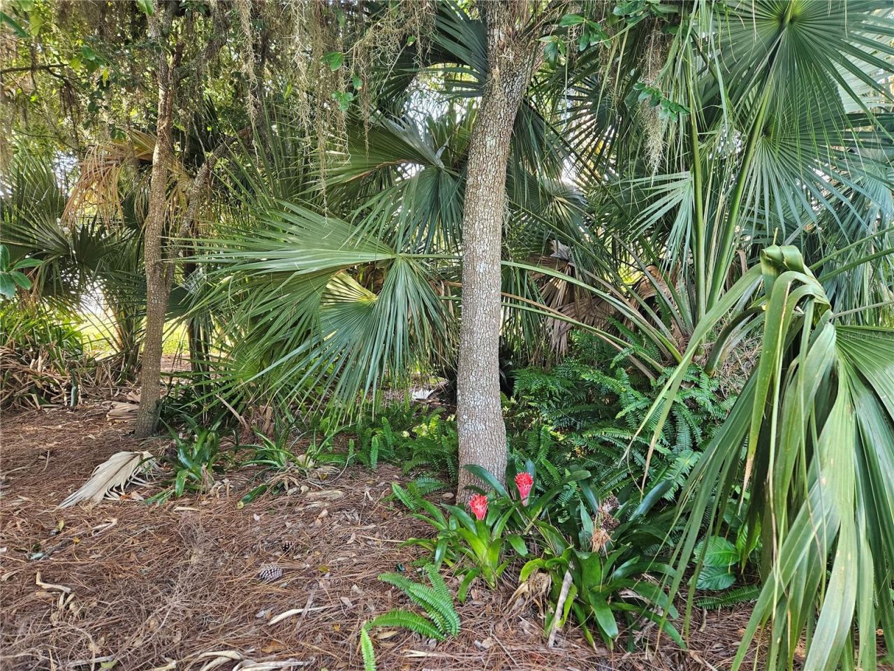 Photo 8 of 10: Blooming Bromeliads