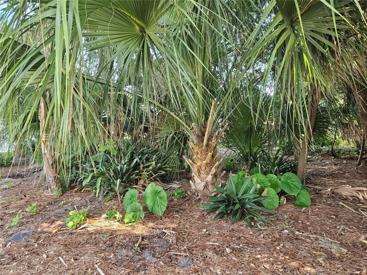 Photo 9 of 10: Elephant Ears & Philodendrons