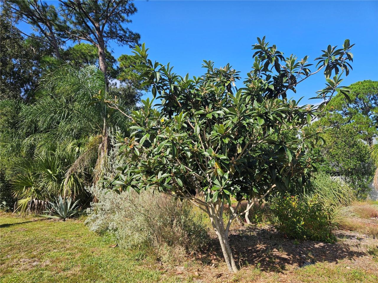 Photo 4 of 10: Loquat