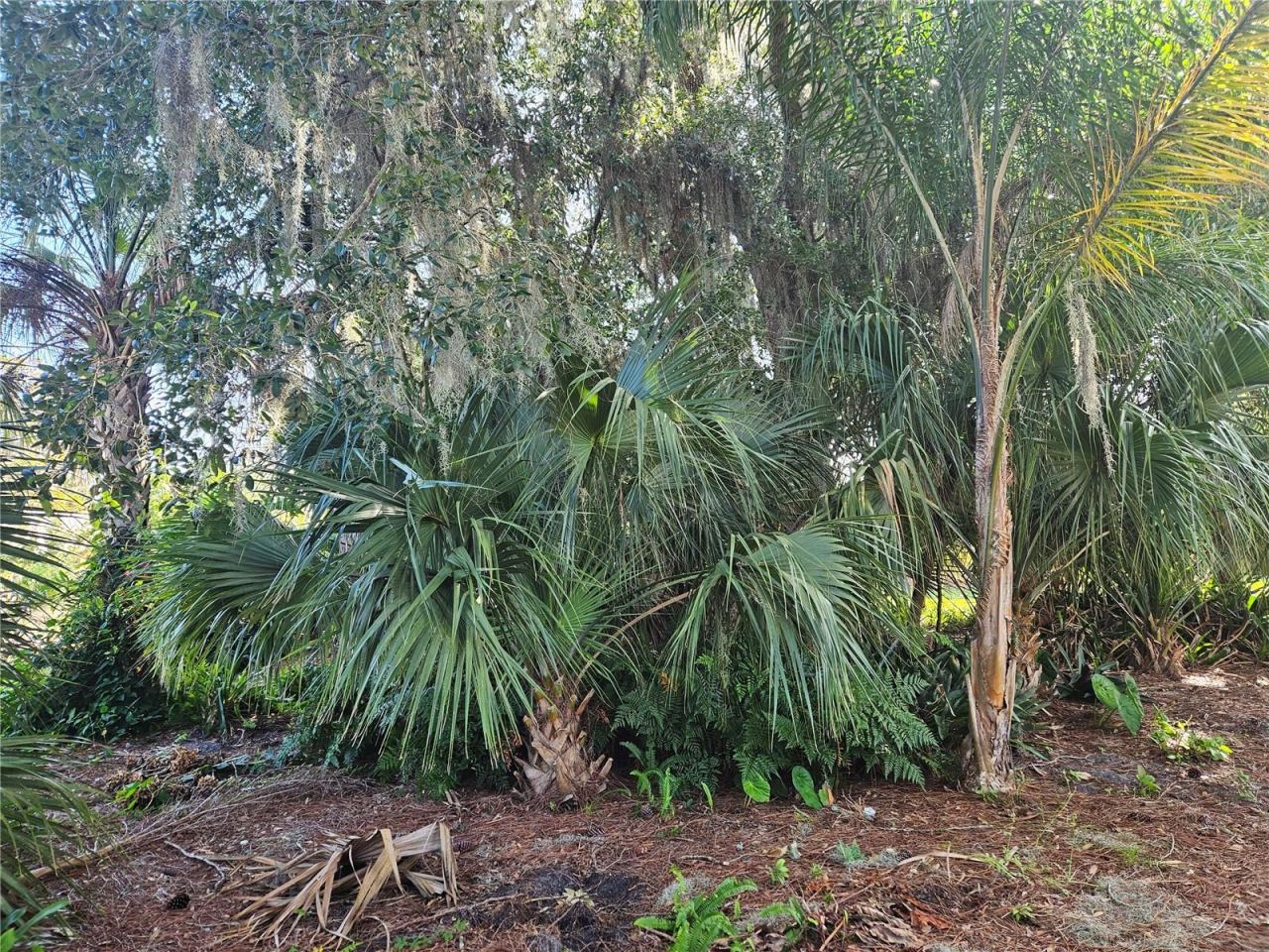 Photo 10 of 10: Multiple Palm Varieties