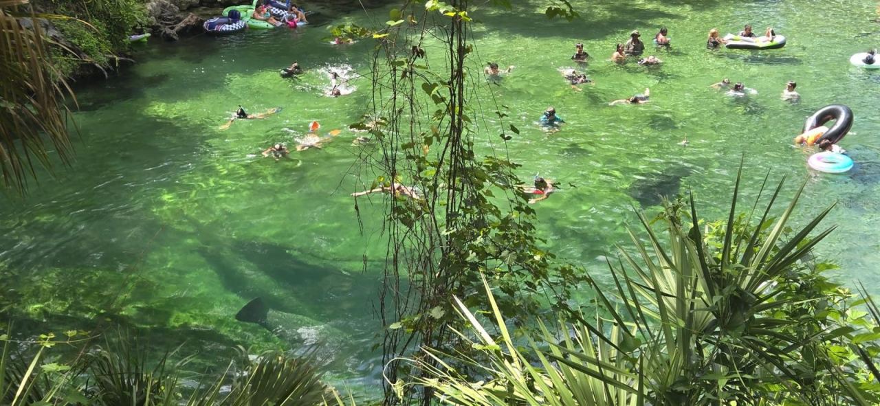 Photo 19 of 20: BLUE SPRINGS