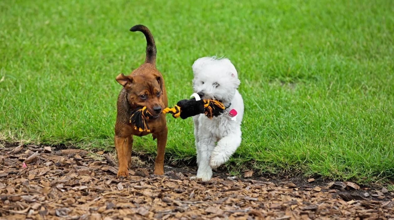Photo 15 of 16: Dog Park for Zoomie Time