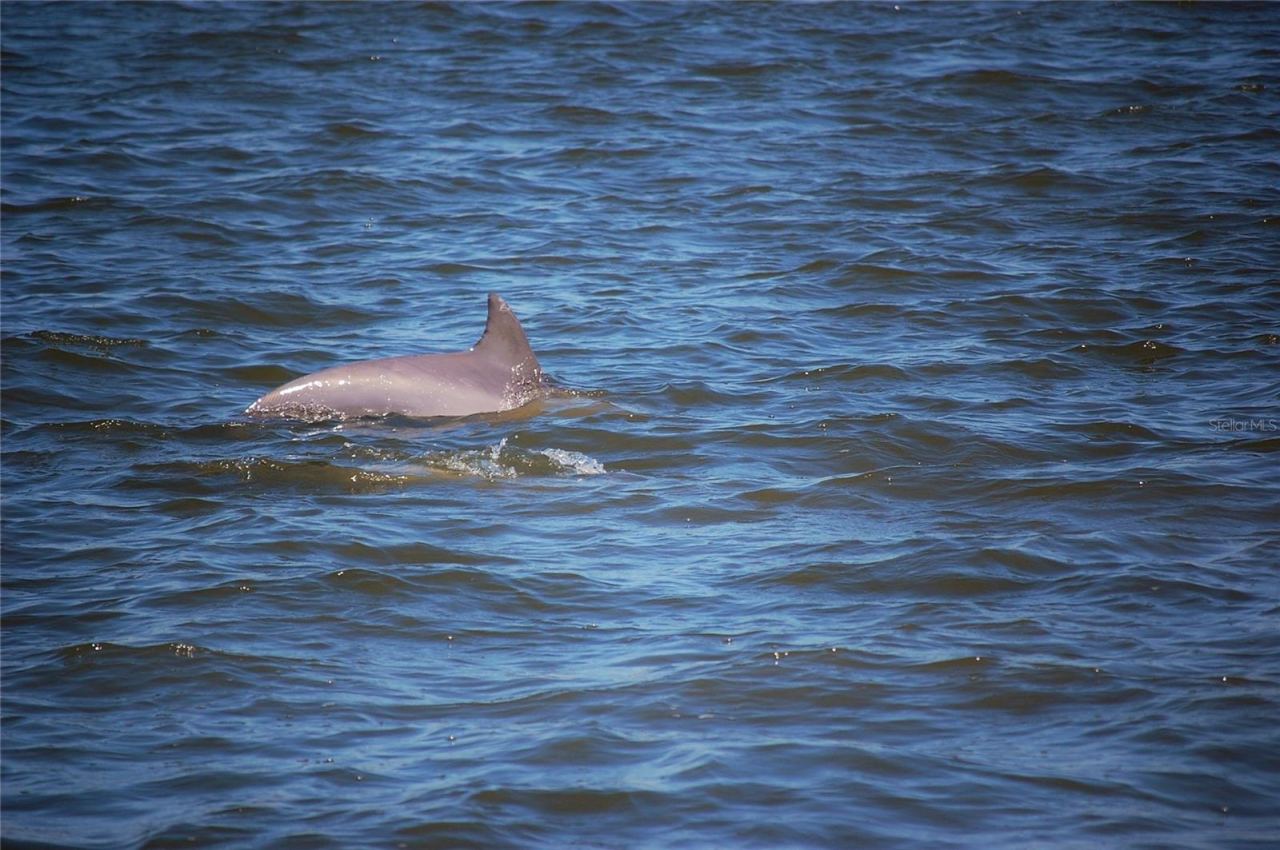 Photo 10 of 20: Dolphins