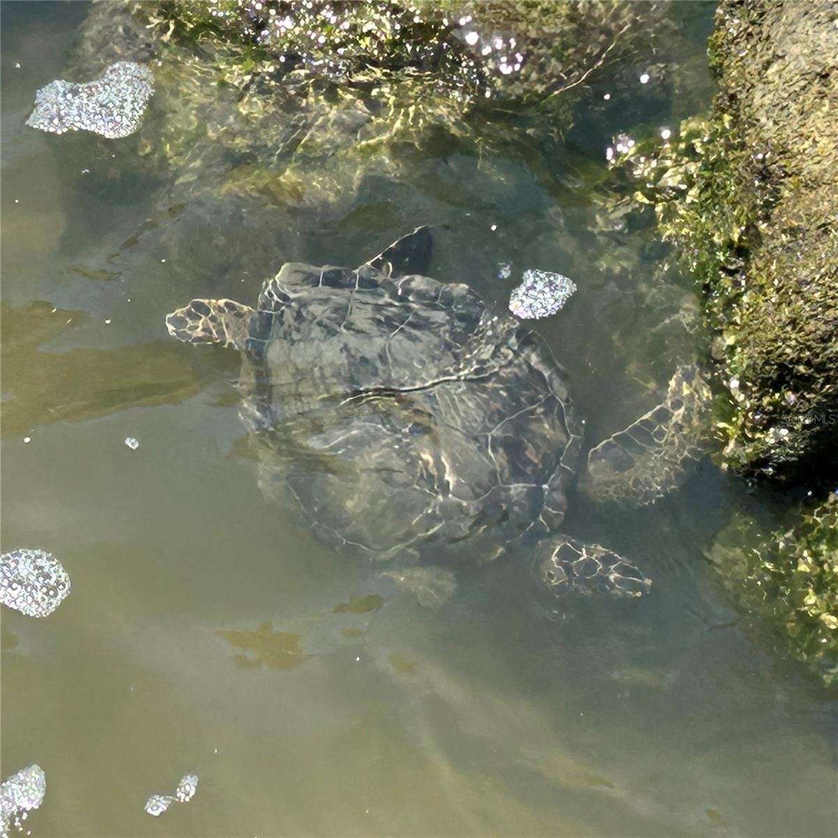 Photo 12 of 20: Sea Turtles right in your back yard!
